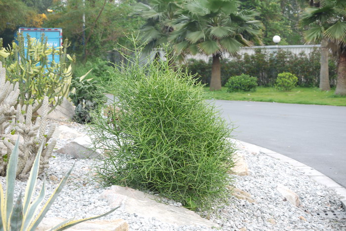 光棍树Euphorbia tirucalli