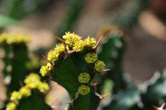 螺旋麒麟Euphorbia tortirama