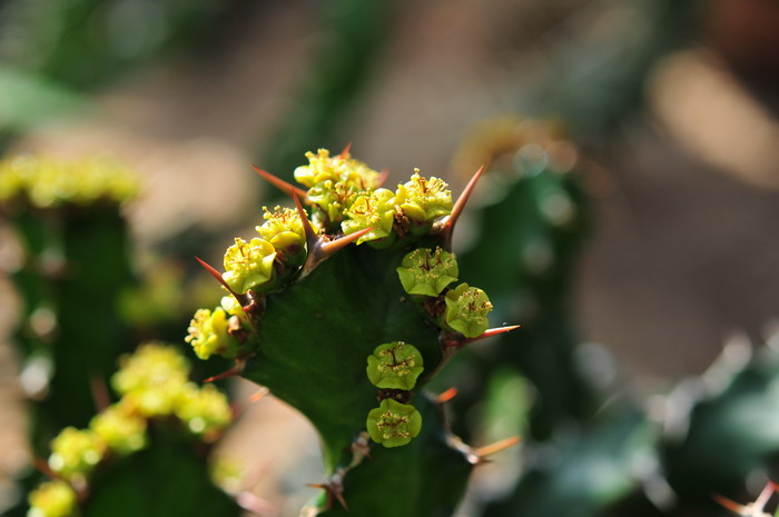 螺旋麒麟Euphorbia tortirama 螺旋麒麟Euphorbia tortirama