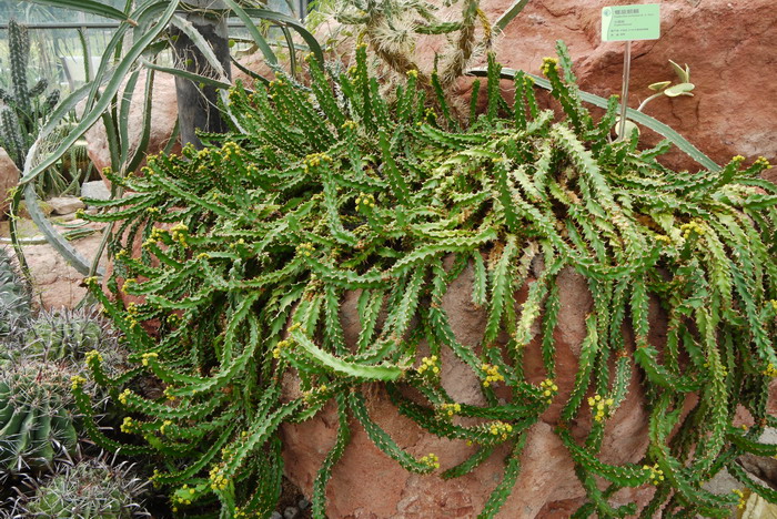 螺旋麒麟Euphorbia tortirama 螺旋麒麟Euphorbia tortirama
