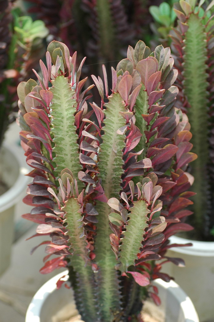 红龙骨Euphorbia trigona f. variegata