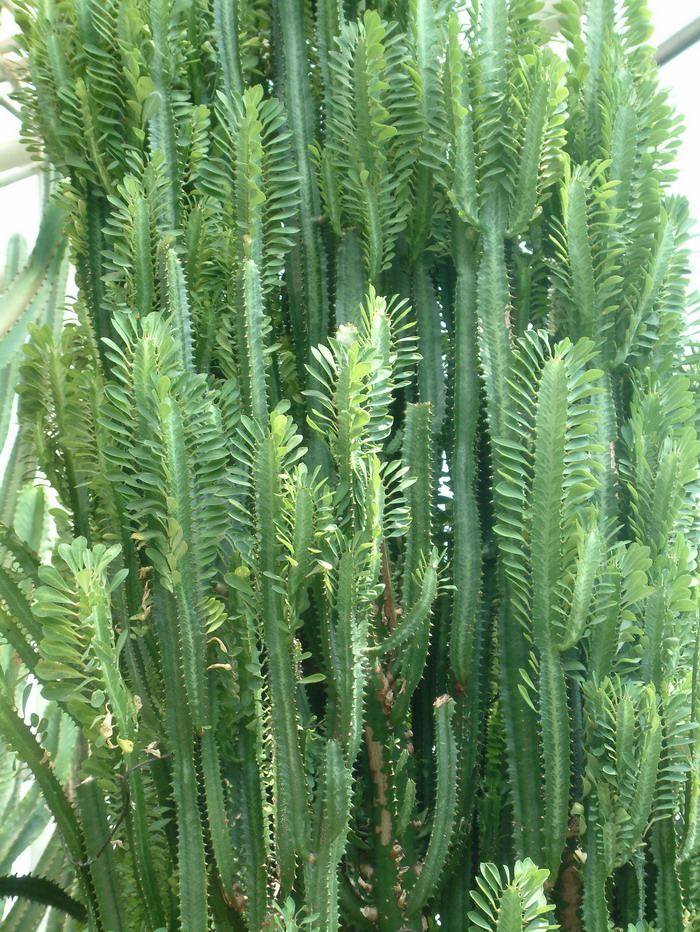 龙骨Euphorbia trigona
