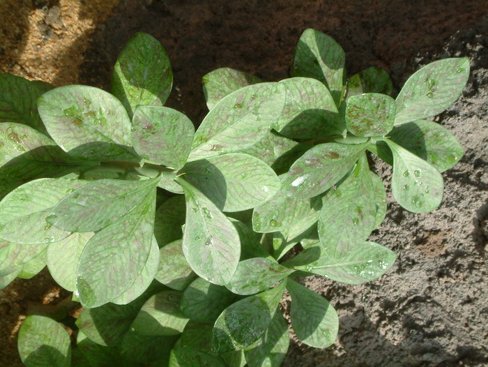 红叶之秋Euphorbia umbellata ‘Rubra’