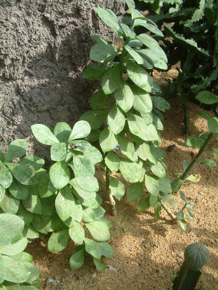 红叶之秋Euphorbia umbellata ‘Rubra’