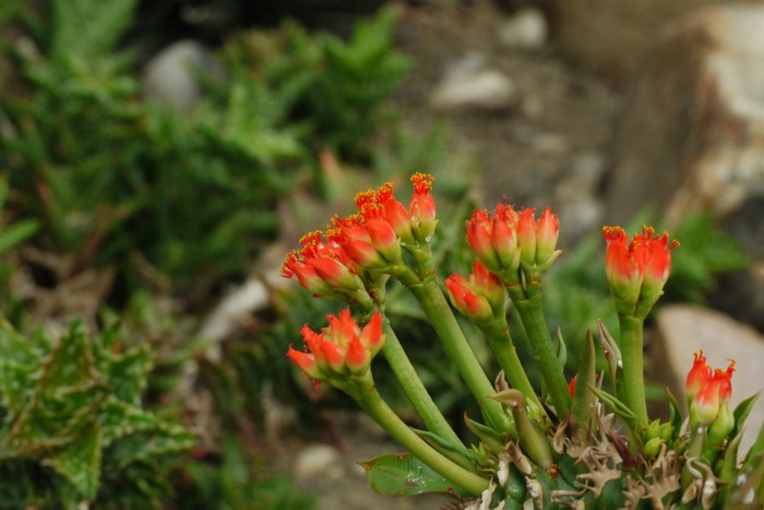 喷火龙Euphorbia viguieri