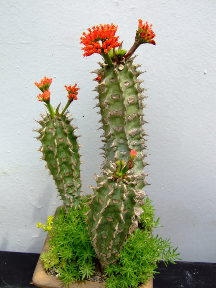 喷火龙Euphorbia viguieri 喷火龙Euphorbia viguieri