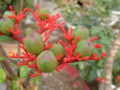 佛肚树Jatropha podagrica