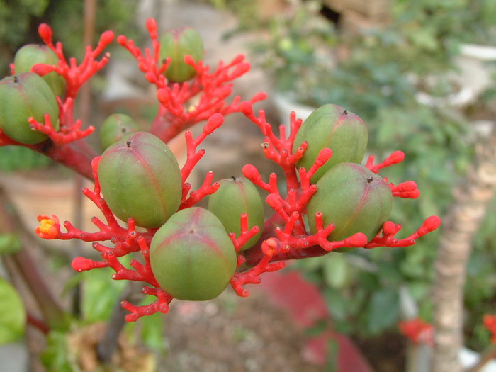 佛肚树Jatropha podagrica 佛肚树Jatropha podagrica