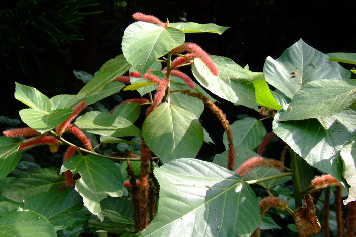 狗尾红Acalypha hispida 狗尾红Acalypha hispida