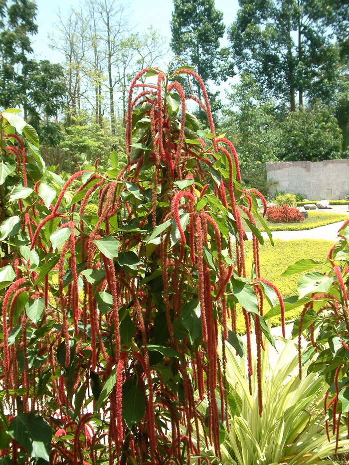 狗尾红Acalypha hispida 狗尾红Acalypha hispida