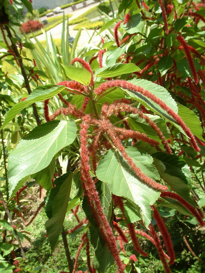 狗尾红Acalypha hispida 狗尾红Acalypha hispida