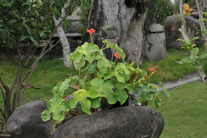 佛肚树Jatropha podagrica 佛肚树Jatropha podagrica