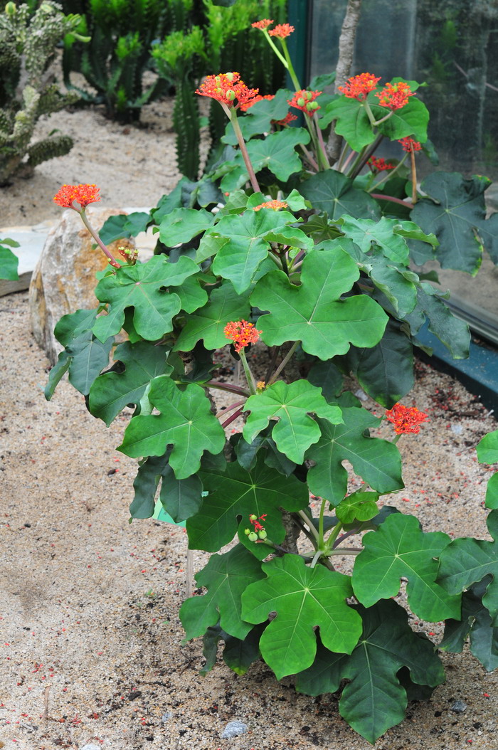 佛肚树Jatropha podagrica 佛肚树Jatropha podagrica