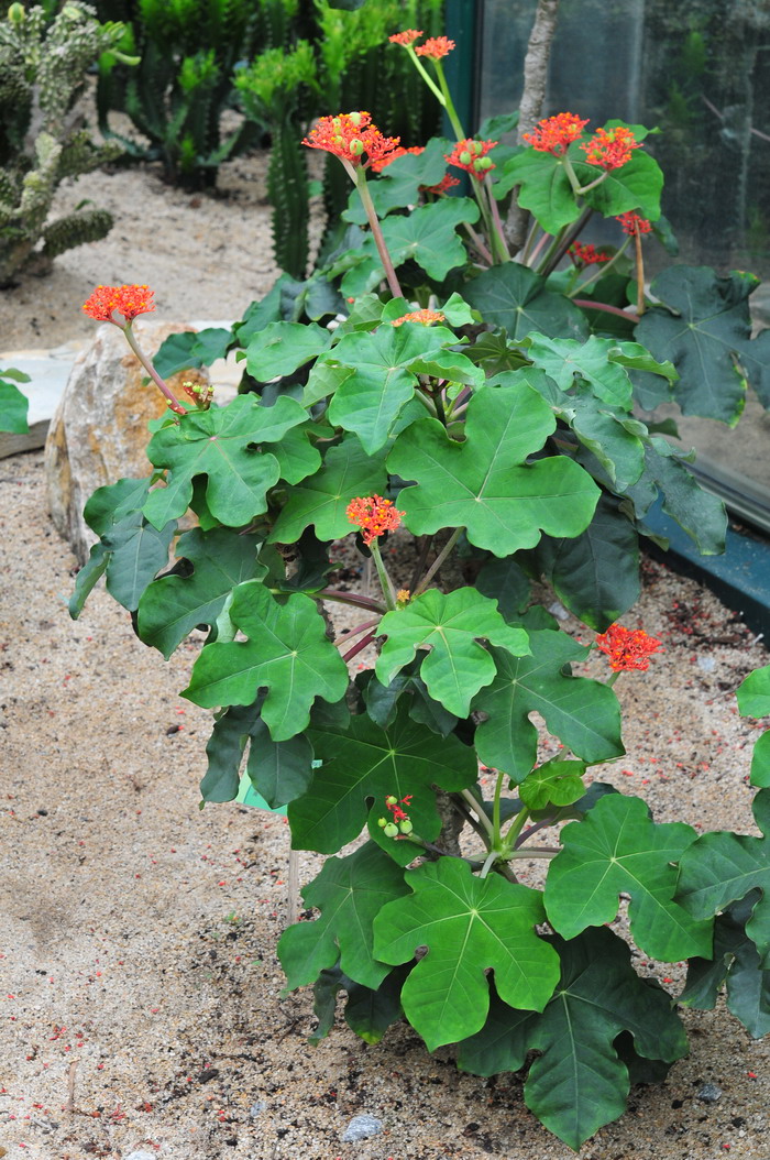 佛肚树Jatropha podagrica