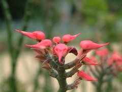 红雀珊瑚Pedilanthus tithymaloides