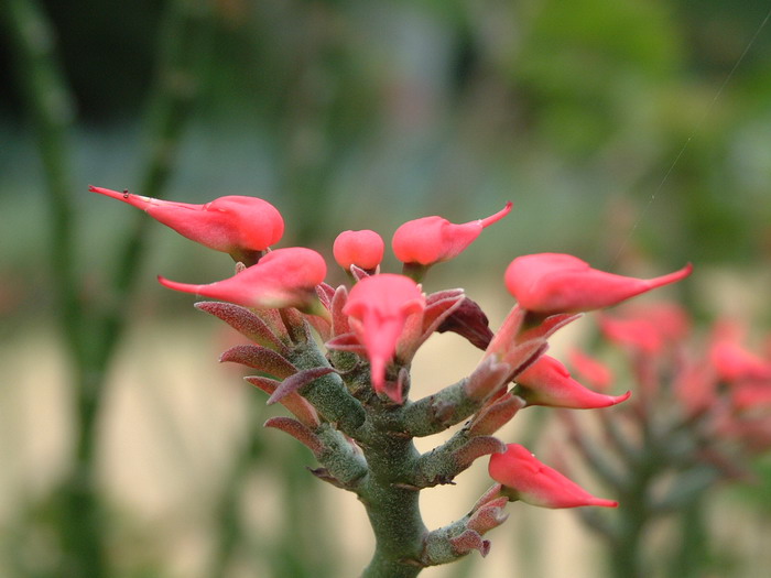红雀珊瑚Pedilanthus tithymaloides 红雀珊瑚Pedilanthus tithymaloides