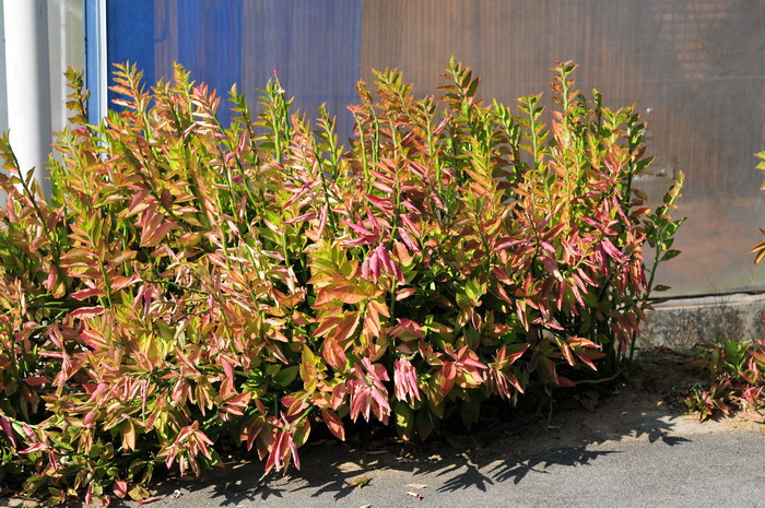 红雀珊瑚Pedilanthus tithymaloides 红雀珊瑚Pedilanthus tithymaloides