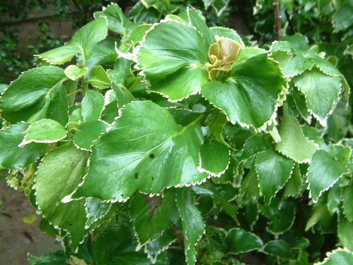 旋叶银边桑Acalypha wilkesiana ‘Alba’ 旋叶银边桑Acalypha wilkesiana ‘Alba’