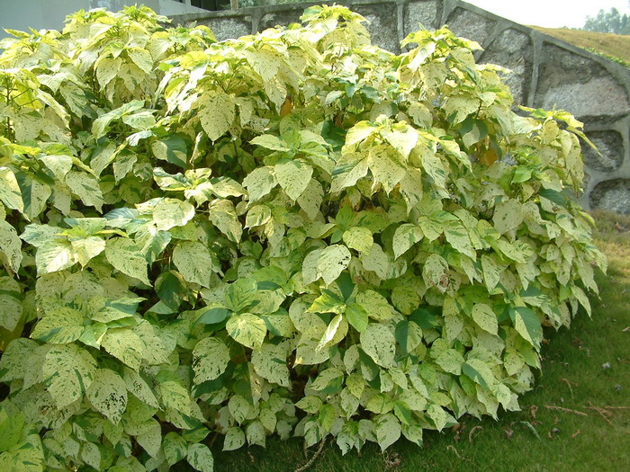 撒金铁苋Acalypha wilkesiana ‘Java white’ 撒金铁苋Acalypha wilkesiana ‘Java white’