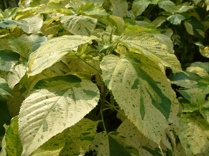 撒金铁苋Acalypha wilkesiana ‘Java white’ 撒金铁苋Acalypha wilkesiana ‘Java white’