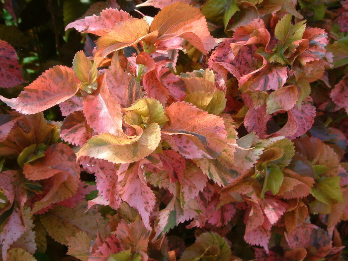 红桑Acalypha wilkesiana 红桑Acalypha wilkesiana