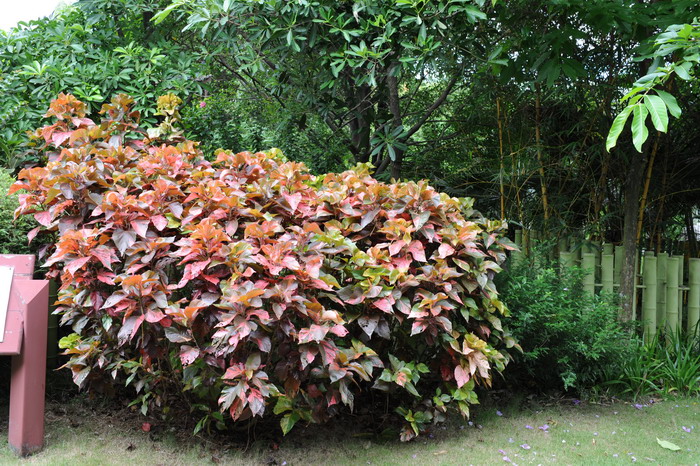 红桑Acalypha wilkesiana