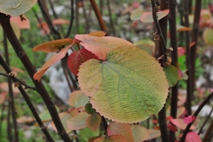 山麻杆Alchornea davidii 山麻杆Alchornea davidii