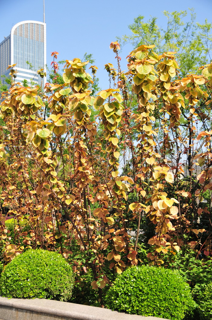 山麻杆Alchornea davidii 山麻杆Alchornea davidii