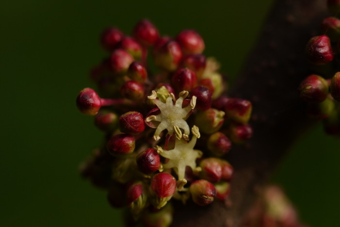 山麻杆Alchornea davidii