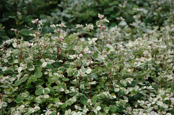雪花木Breynia nivosa 雪花木Breynia nivosa