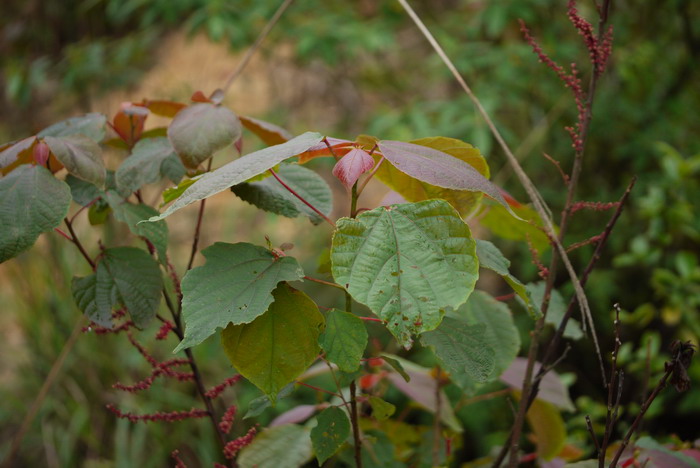 红背山麻杆Alchornea trewioides 红背山麻杆Alchornea trewioides