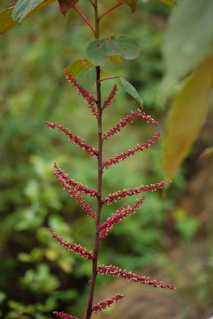 红背山麻杆Alchornea trewioides 红背山麻杆Alchornea trewioides