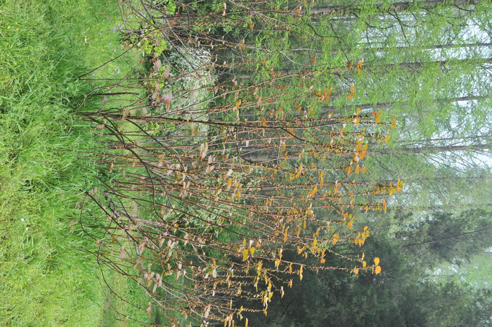 红背山麻杆Alchornea trewioides 红背山麻杆Alchornea trewioides