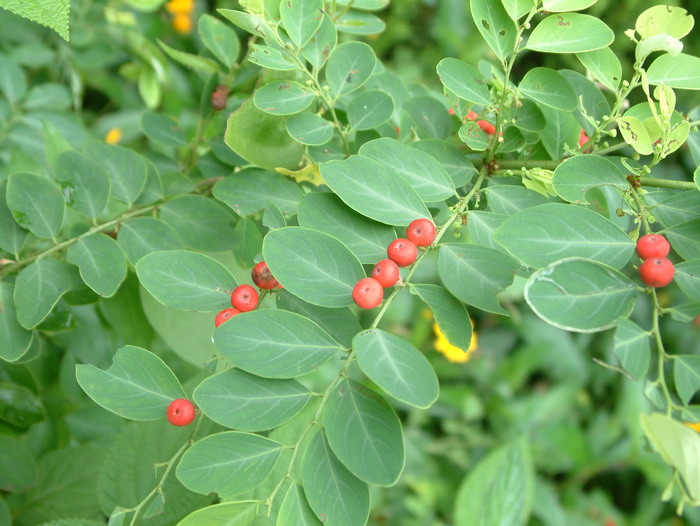 红珠仔Breynia vitis-idaea