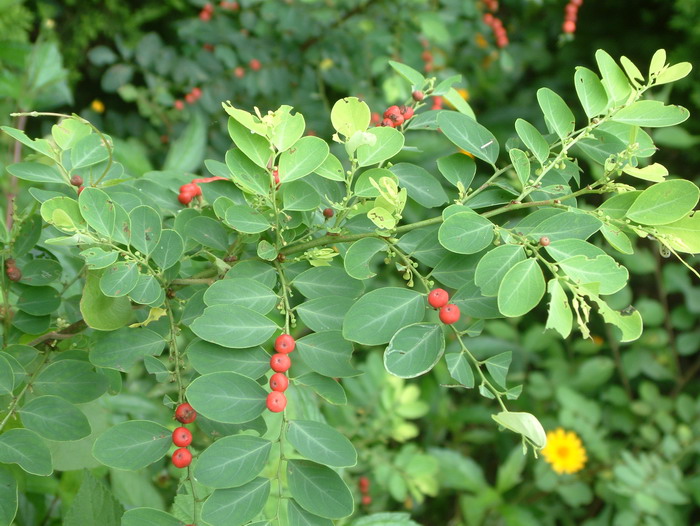 红珠仔Breynia vitis-idaea