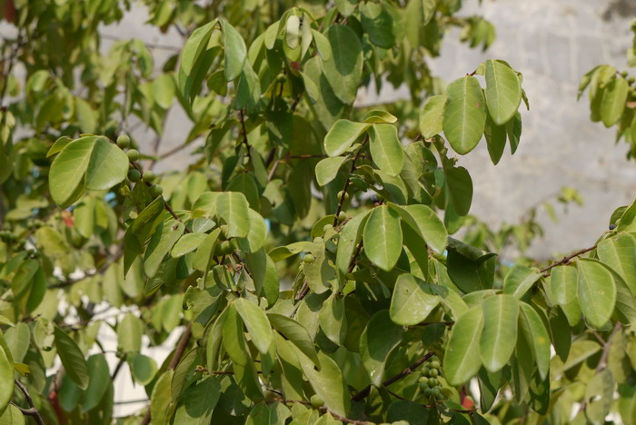 土蜜树Bridelia tomentosa 土蜜树Bridelia tomentosa