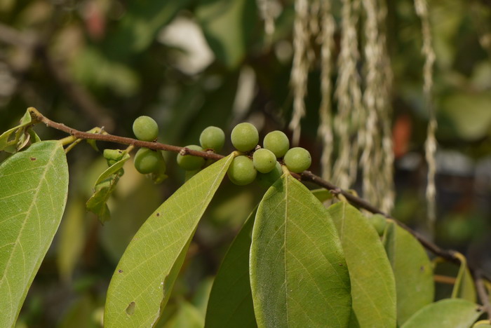 土蜜树Bridelia tomentosa