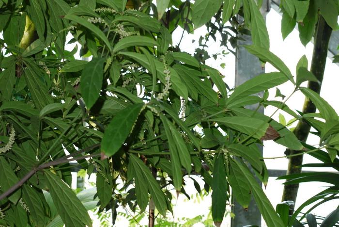 棒柄花Cleidion brevipetiolatum 棒柄花Cleidion brevipetiolatum