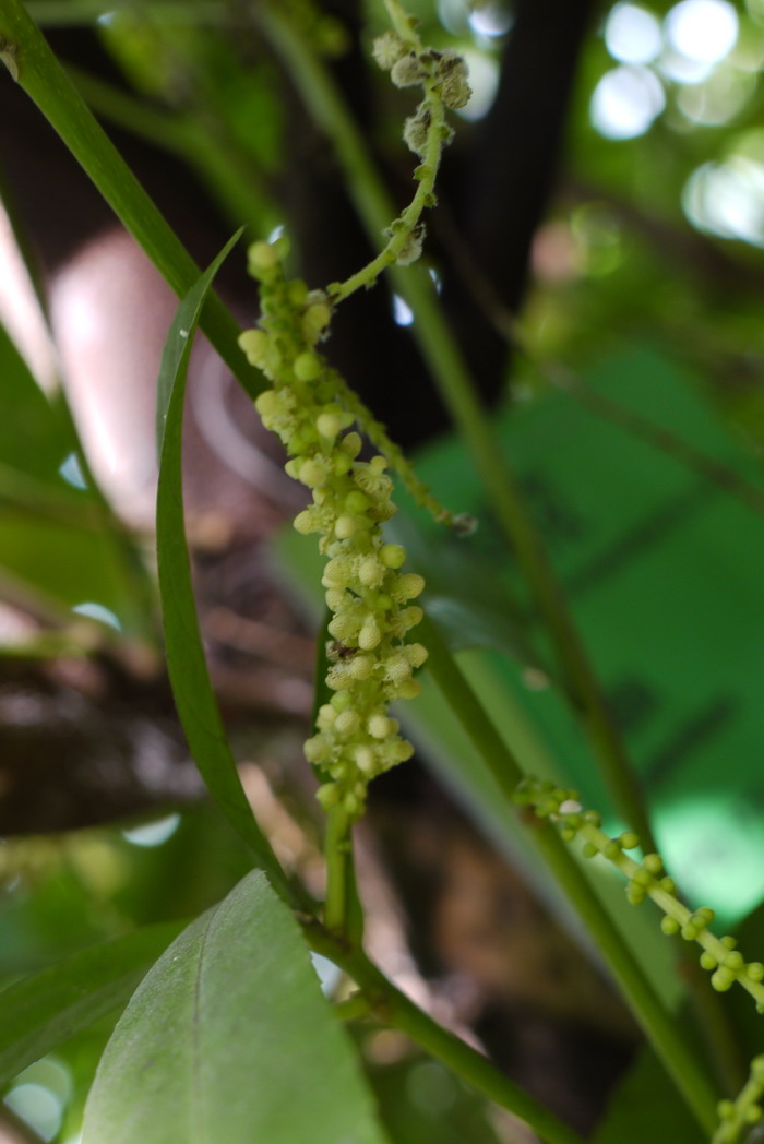 棒柄花Cleidion brevipetiolatum