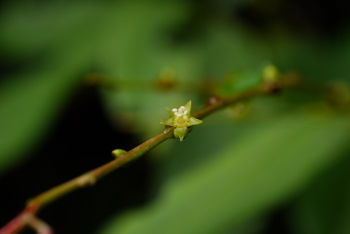 垂枝闭花木Cleistanthus apodus 垂枝闭花木Cleistanthus apodus
