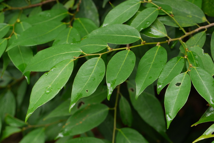 垂枝闭花木Cleistanthus apodus 垂枝闭花木Cleistanthus apodus