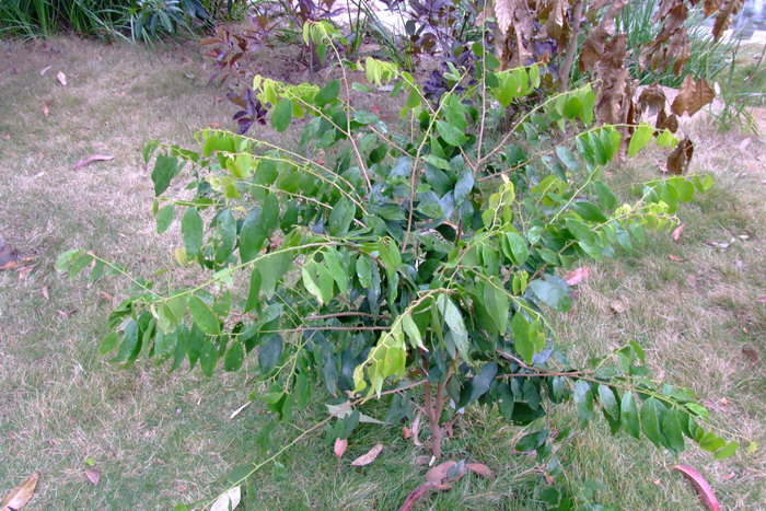 垂枝闭花木Cleistanthus apodus 垂枝闭花木Cleistanthus apodus