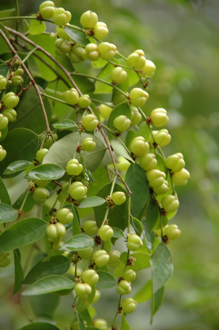 闭花木Cleistanthus sumatranus 闭花木Cleistanthus sumatranus