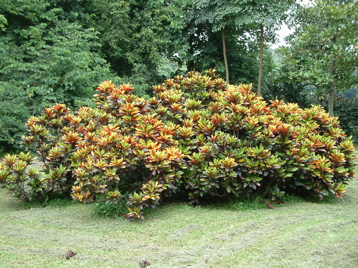变叶木Codiaeum variegatum 变叶木Codiaeum variegatum