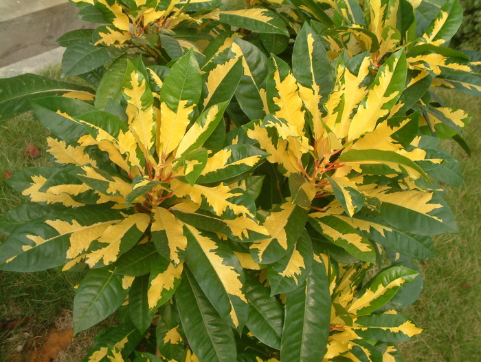 金光变叶木codiaeumvariegatumchrysophyllum