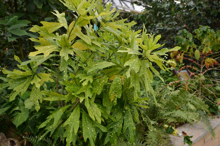 砂子剑变叶木Codiaeum variegatum ‘Maculatum’ 砂子剑变叶木Codiaeum variegatum ‘Maculatum’