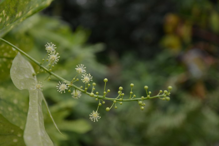 砂子剑变叶木Codiaeum variegatum ‘Maculatum’