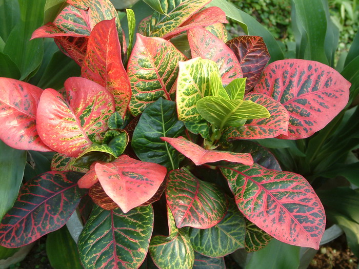 变叶木Codiaeum variegatum 变叶木Codiaeum variegatum