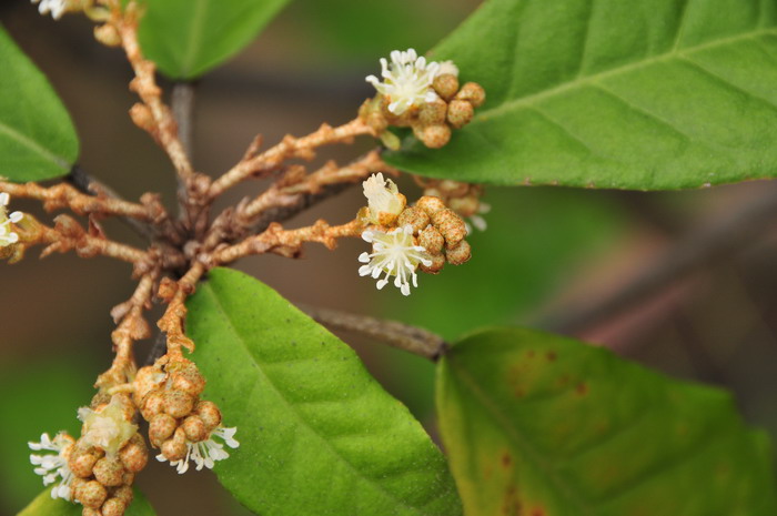 银叶巴豆Croton cascarilloides