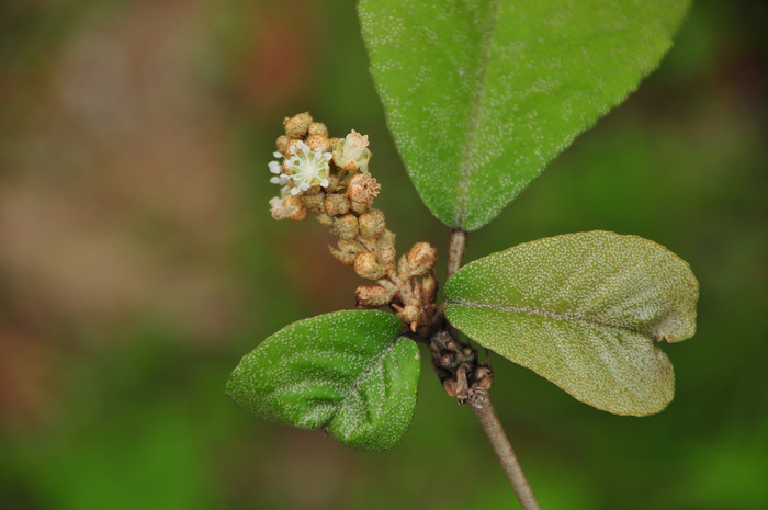 银叶巴豆Croton cascarilloides